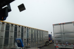 And these little piggies go to market 