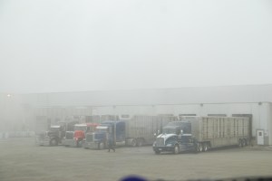 All the trucks lined up with livestock in them. 