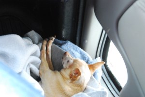 Do you think Precious looks stressed?  Worried all this traveling may be bothering her.  LOL 