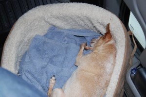 I think Precious is enjoying life on the road. 