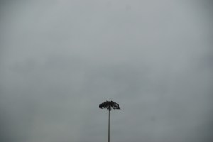 Osprey nest