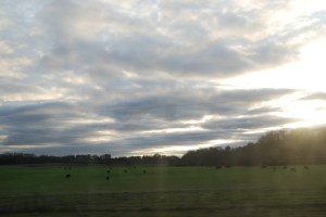 Finally!  Green grass! 