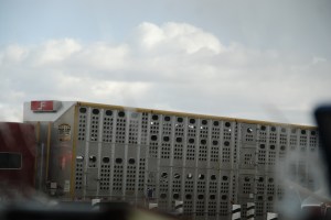 Can you see the cow noses?  