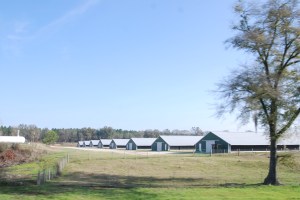 Chicken farm 