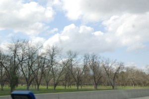 Georgia Pecan trees.  