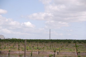 Baby orange trees