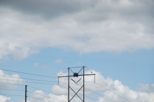 Osprey nest with two in it.
