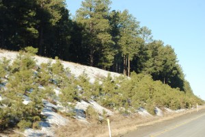 Still a little bit of snow in Flagstaff, Arizona