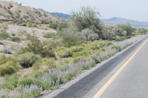 Wild lavender growing along the road 